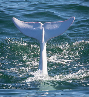 Tail of White Risso's Dolphin, photo by Daniel Bianchetta
