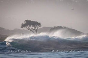 Wild coast, photo by Daniel Bianchetta
