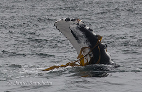 Young Humpback Whale Kelping, photo by Daniel Bianchetta