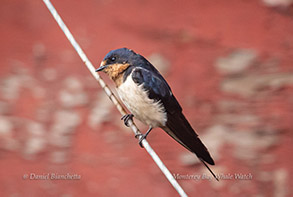 Barn Swallow, photo by Daniel Bianchetta