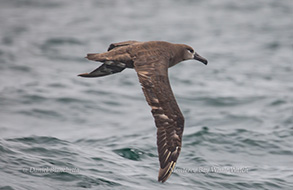 Black-footed Albatross , photo by Daniel Bianchetta