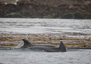 Bottlenose Dolphins just outside the Kelp, photo by Daniel Bianchetta