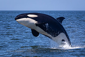 Breaching Killer Whale, photo by Daniel Bianchetta