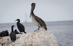 California Brown Pelican with Brandts Cormorants, photo by Daniel Bianchetta