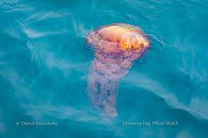Chrysaora (Sea Nettle), photo by Daniel Bianchetta