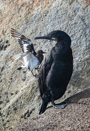 Black Turnstone and a Brandt’s Cormorant, photo by Daniel Bianchetta