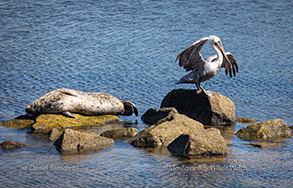 Harbor Seal and Brown Pelican, photo by Daniel Bianchetta