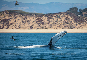 Horizontal Lunge-feeding Humpback Whale, photo by Daniel Bianchetta