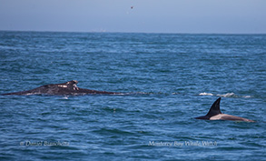 Humpback Whale and Killer Whale (orca), photo by Daniel Bianchetta
