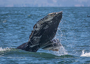 Humpback Whale with Killer Whale rake marks, photo by Daniel Bianchetta