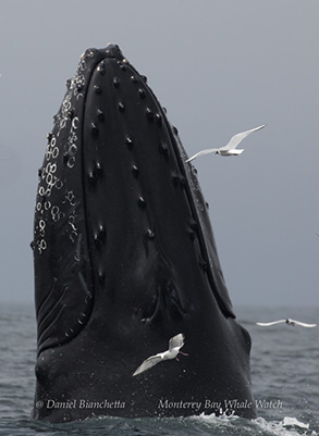 Humpback Whale and Bonaparte's Gulls, photo by Daniel Bianchetta