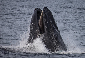 Humpback Whale lunge feeding (note Anchovies), photo by Daniel Bianchetta