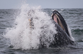 Lunge feeding Humpback Whale (note Anchovies in the air), photo by Daniel Bianchetta