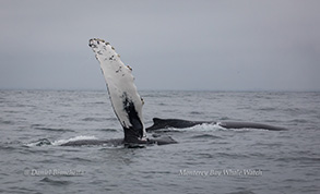 Humpback Whales, note Pectoral Fin, photo by Daniel Bianchetta
