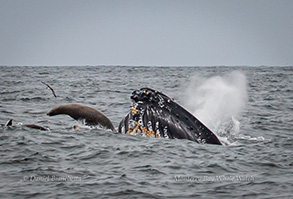 Humpback Whale lunge-feeding; California Sea Lion, photo by Daniel Bianchetta