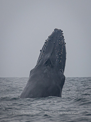 Humpback Whale spy hopping, photo by Daniel Bianchetta
