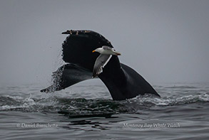 Humpback Whale tail and gull, photo by Daniel Bianchetta