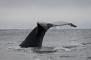 Humpback Whale tail, photo by Daniel Bianchetta