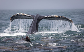 Humpback Whale tail with tons of sea lions, photo by Daniel Bianchetta