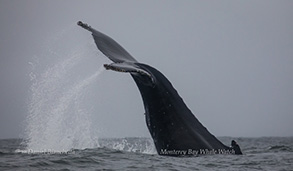 Humpback Whale tail throw, photo by Daniel Bianchetta