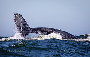 Humpback Whale 'Tail Throw' , photo by Daniel Bianchetta