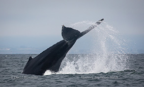 Humpback Whale throwing tail, photo by Daniel Bianchetta