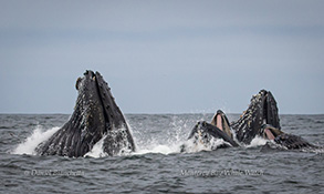Humpback Whales lunge-feeding , photo by Daniel Bianchetta
