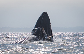 Humpback Whales Lunge Feeding, photo by Daniel Bianchetta