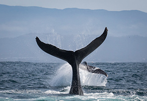 Humpback Whales - mother and female calf, photo by Daniel Bianchetta