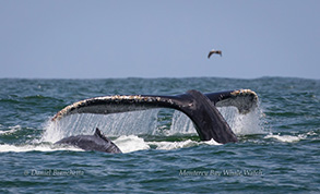 Humpback Whales, cow/calf pair, photo by Daniel Bianchetta