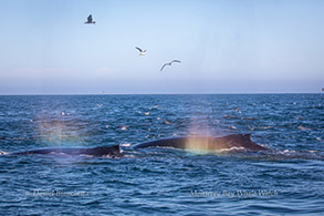 Humpback Whales with rainblows, photo by Daniel Bianchetta