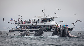 Lunge feeding Humpback Whales in front of the Blackfin, photo by Daniel Bianchetta