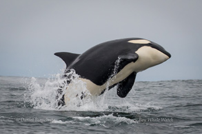 Killer Whale (Orca) breaching , photo by Daniel Bianchetta