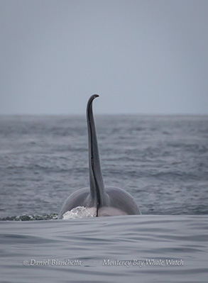 Male Killer Whale (Orca), Bumper, photo by Daniel Bianchetta