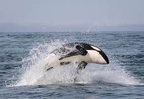 Orca (Killer Whale), photo by Daniel Bianchetta