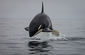 Breaching Female Killer Whale, photo by Daniel Bianchetta