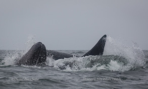 Killer Whale and Gray Whale, photo by Daniel Bianchetta