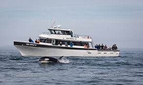 Orca (Killer Whale) near the Sea Wolf II, photo by Daniel Bianchetta