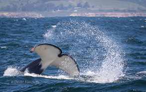 Orca (Killer Whale) tail, photo by Daniel Bianchetta