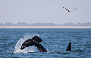 Killer Whale (orca) tail throwing, photo by Daniel Bianchetta