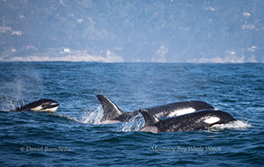 Orcas (Killer Whales), photo by Daniel Bianchetta