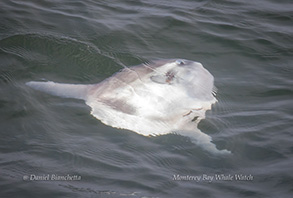 Mola Mola (ocean sunfish), photo by Daniel Bianchetta