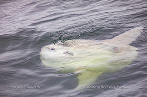 Mola Mola (ocean sunfish), photo by Daniel Bianchetta