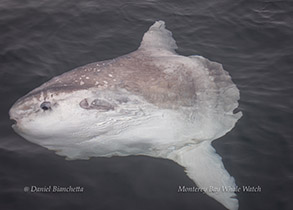 Mola Mola (Ocean Sunfish), photo by Daniel Bianchetta
