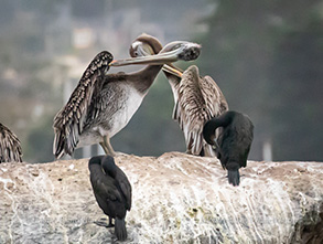 Brown Pelicans and Brandt's Cormorants  , photo by Daniel Bianchetta