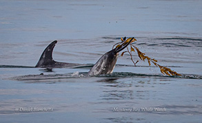 Risso's Dolphins, 1 kelping (playing with kelp), photo by Daniel Bianchetta