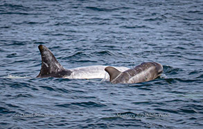 Risso's Dolphins Mother and Calf, photo by Daniel Bianchetta