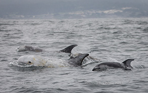 Risso's Dolphins and a Pacific White-sided Dolphin, photo by Daniel Bianchetta