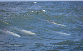 Risso's Dolphins surfing, photo by Daniel Bianchetta