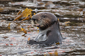 Southern Sea Otter in the Kelp, photo by Daniel Bianchetta